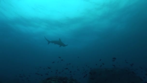 Kalapács feje cápa búvárkodás, víz alatti videóinak Galapagos-szigeteki Csendes-óceán — Stock videók