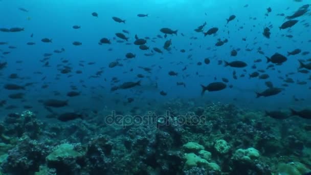 Cabeza de martillo Buceo de tiburones Video submarino Islas Galápagos Océano Pacífico — Vídeos de Stock