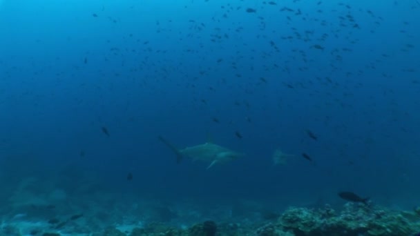 Cabeza de martillo Buceo de tiburones Video submarino Islas Galápagos Océano Pacífico — Vídeos de Stock