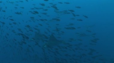 Pasifik Okyanusu Eagle ray dalış sualtı Video Galapagos Adaları