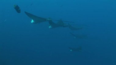 Pasifik Okyanusu Eagle ray dalış sualtı Video Galapagos Adaları