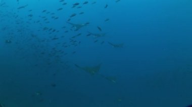 Pasifik Okyanusu Eagle ray dalış sualtı Video Galapagos Adaları