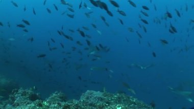 Pasifik Okyanusu Eagle ray dalış sualtı Video Galapagos Adaları