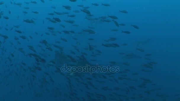 Adlerrochen Tauchen Unterwasser Video Galapagos Inseln Pazifik Ozean — Stockvideo