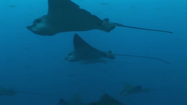 Aguila rayo buceo Submarino Vídeo Islas Galápagos Océano Pacífico — Vídeo de stock