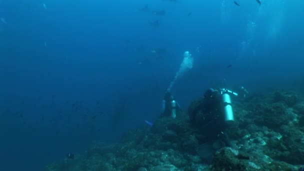 Mergulho de raios de águia Vídeo subaquático Ilhas Galápagos Oceano Pacífico — Vídeo de Stock