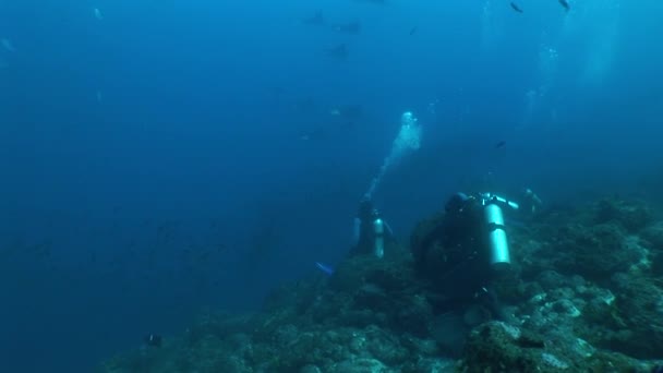 Eagle ray diving Underwater Video Galapagos islands Pacific Ocean — Stock Video