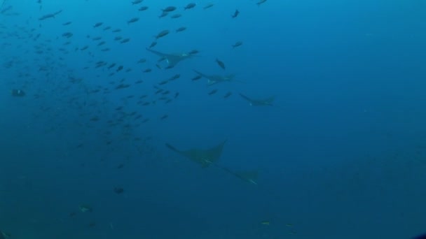 Aguila rayo buceo Submarino Vídeo Islas Galápagos Océano Pacífico — Vídeo de stock