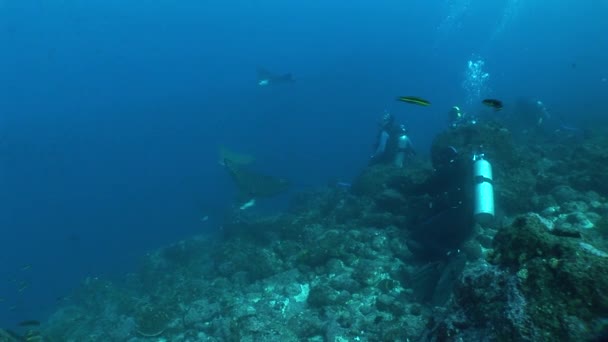 Adlerrochen Tauchen Unterwasser Video Galapagos Inseln Pazifik Ozean — Stockvideo