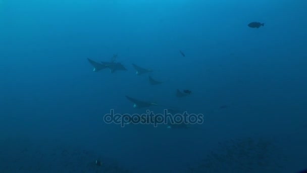 Aguila rayo buceo Submarino Vídeo Islas Galápagos Océano Pacífico — Vídeos de Stock