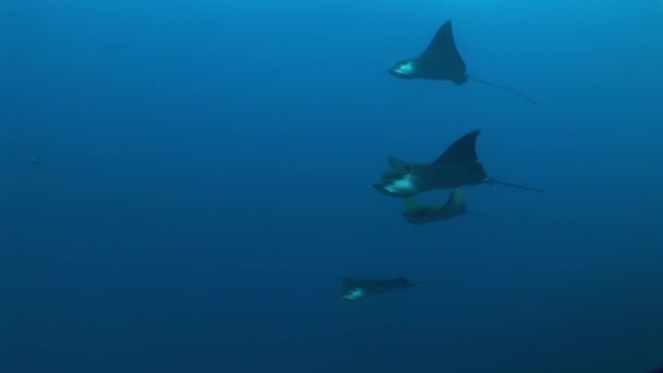 Eagle ray diving Underwater Video Galapagos islands Pacific Ocean — Stock Video