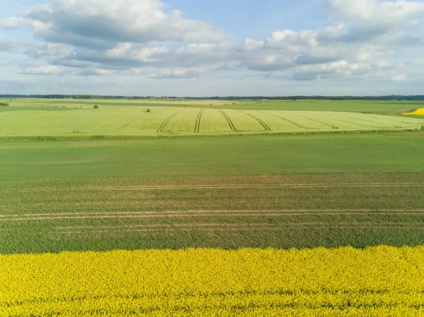 Ріпак поле жовтий зелений пташиного польоту сільській місцевості, вид зверху drone Латвії — стокове фото