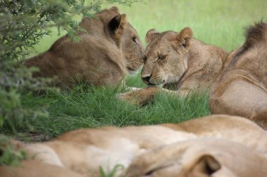 Aslan vahşi, tehlikeli memeli Afrika Savannah Kenya