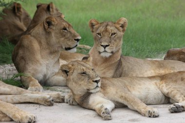 Aslan vahşi, tehlikeli memeli Afrika Savannah Kenya