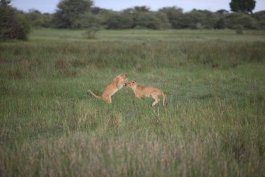 Aslan vahşi, tehlikeli memeli Afrika Savannah Kenya