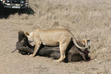 Aslan vahşi, tehlikeli memeli Afrika Savannah Kenya