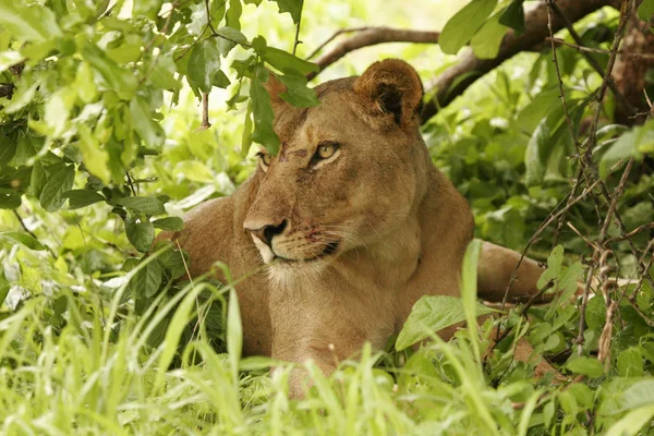 Leeuw wild gevaarlijk zoogdier africa savannah Kenia — Stockfoto