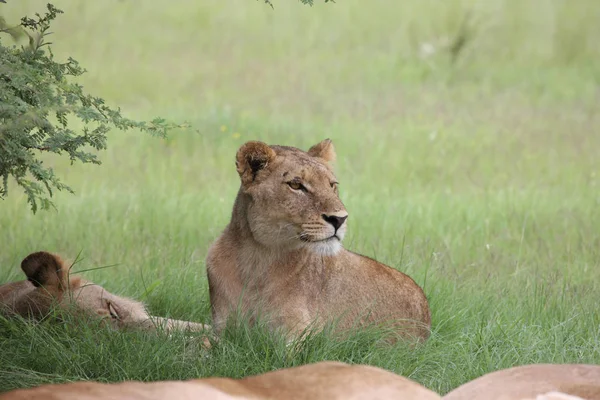 Aslan vahşi, tehlikeli memeli Afrika Savannah Kenya — Stok fotoğraf