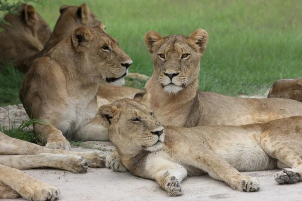 León salvaje peligroso mamífero África sabana Kenia —  Fotos de Stock