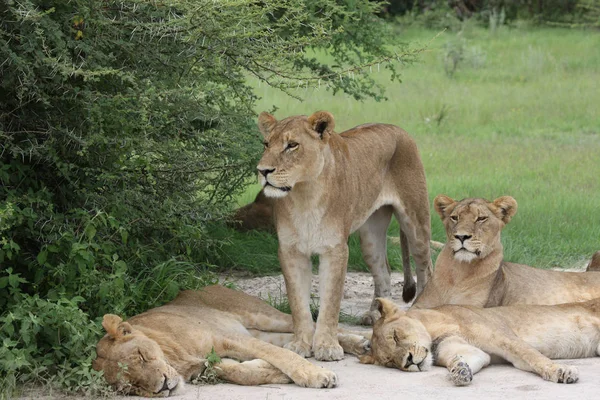 Lion sauvage dangereux mammifère afrique savane Kenya — Photo
