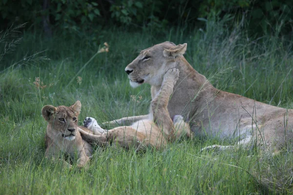 León salvaje peligroso mamífero África sabana Kenia —  Fotos de Stock