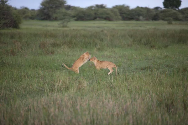 Lion wild dangerous mammal africa savannah Kenya — Stock Photo, Image