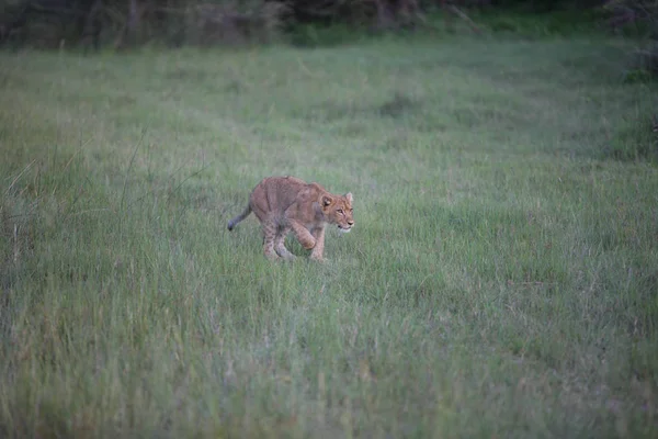 ライオン野生の危険な哺乳動物アフリカサバンナケニア — ストック写真