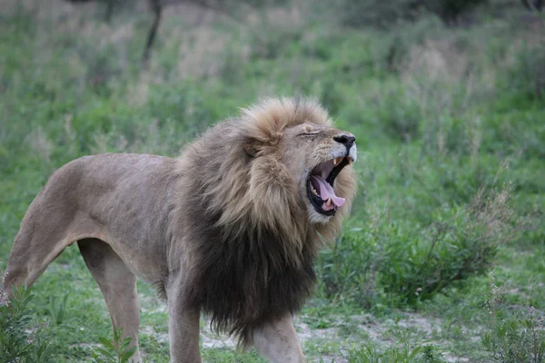 Lev divoký nebezpečný savec africká savana keňa — Stock fotografie