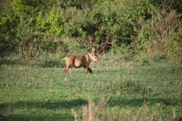Львиное дикое опасное млекопитающее африканской саванны Кении — стоковое фото
