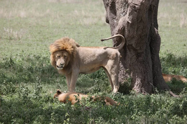 Leão selvagem perigoso mamífero áfrica savana Quênia — Fotografia de Stock