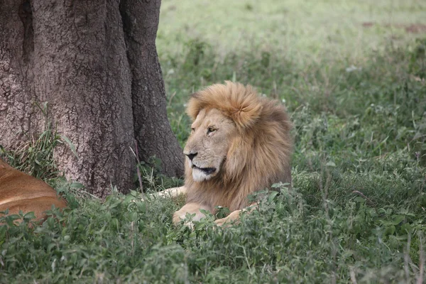 Leão selvagem perigoso mamífero áfrica savana Quênia — Fotografia de Stock