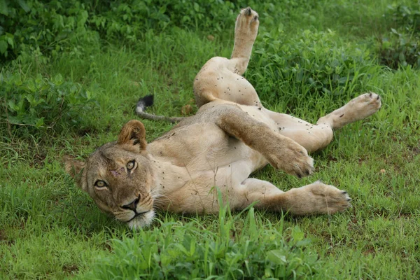 Aslan vahşi, tehlikeli memeli Afrika Savannah Kenya — Stok fotoğraf