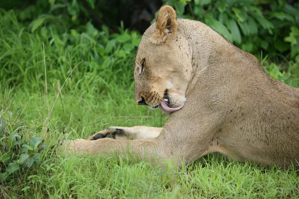 Leone selvatico mammifero pericoloso Africa savana Kenya — Foto Stock