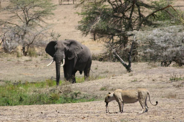 Leão selvagem perigoso mamífero áfrica savana Quênia — Fotografia de Stock