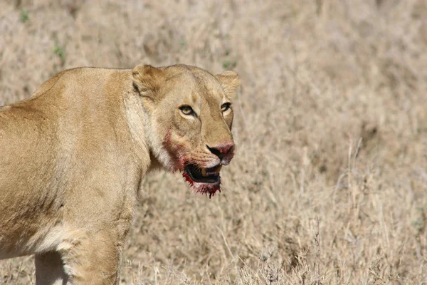 Leone selvatico mammifero pericoloso Africa savana Kenya — Foto Stock