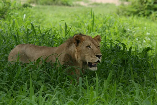 Wilde Löwen gefährliches Säugetier Afrikanische Savanne Kenia — Stockfoto