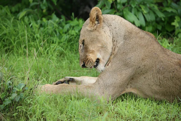 Leone selvatico mammifero pericoloso Africa savana Kenya — Foto Stock