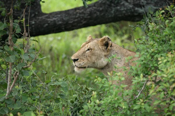 Львиное дикое опасное млекопитающее африканской саванны Кении — стоковое фото