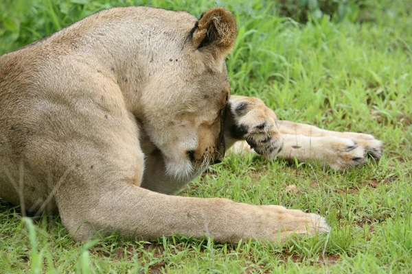 Leão selvagem perigoso mamífero áfrica savana Quênia — Fotografia de Stock