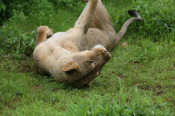 Aslan vahşi, tehlikeli memeli Afrika Savannah Kenya — Stok fotoğraf