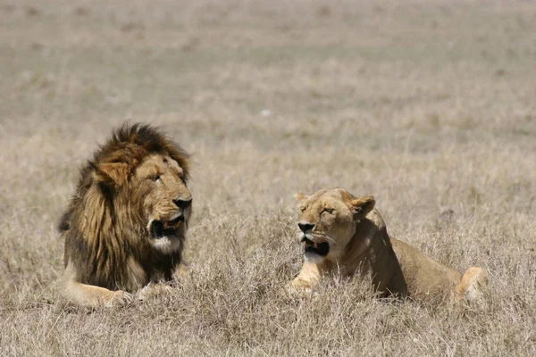 Leão selvagem perigoso mamífero áfrica savana Quênia — Fotografia de Stock