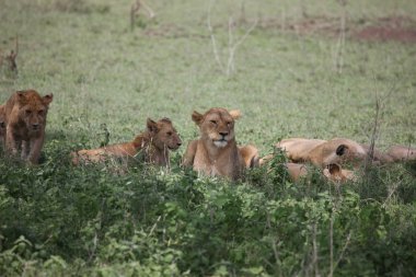 Aslan vahşi, tehlikeli memeli Afrika Savannah Kenya