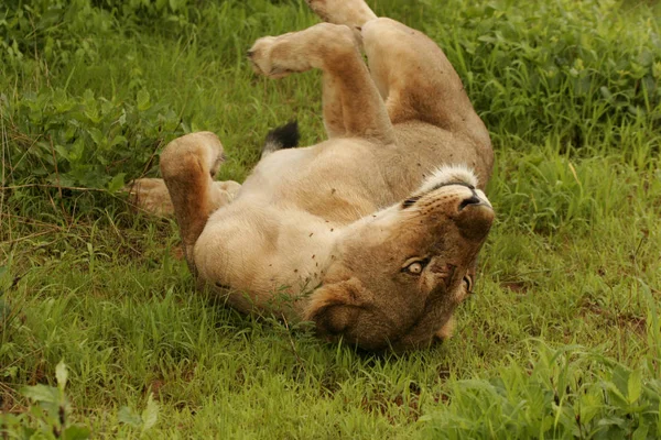 Lion wild dangerous mammal africa savannah Kenya — Stock Photo, Image