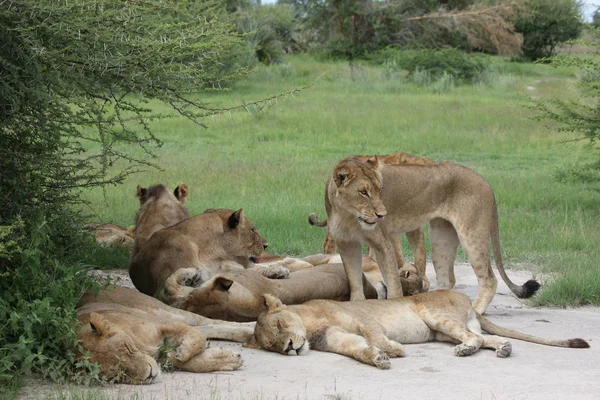 Aslan vahşi, tehlikeli memeli Afrika Savannah Kenya — Stok fotoğraf