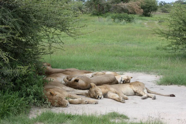 Lew dziki niebezpieczny ssak afrykański sawanna Kenia — Zdjęcie stockowe