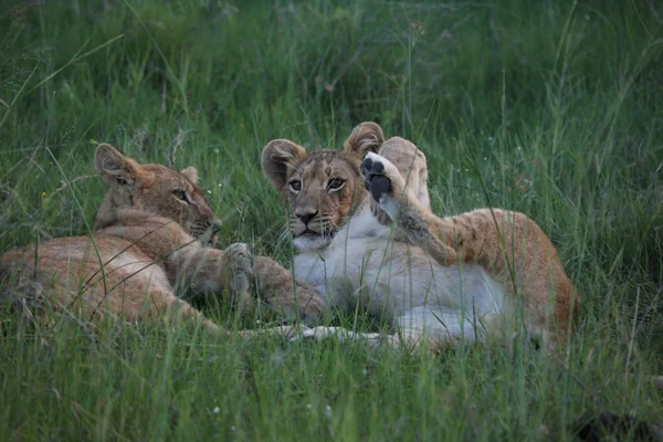 Leão selvagem perigoso mamífero áfrica savana Quênia — Fotografia de Stock