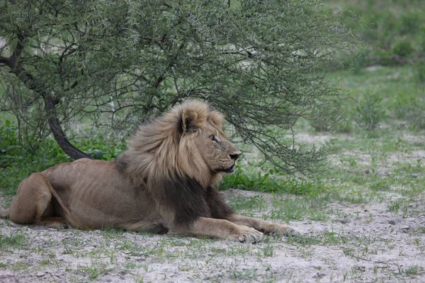 Aslan vahşi, tehlikeli memeli Afrika Savannah Kenya