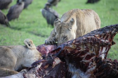 Aslan vahşi, tehlikeli memeli Afrika Savannah Kenya