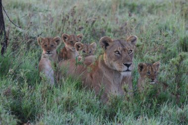 Aslan vahşi, tehlikeli memeli Afrika Savannah Kenya