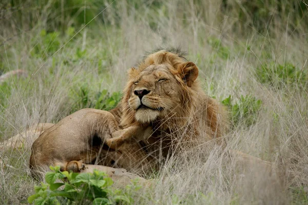 Leão selvagem perigoso mamífero áfrica savana Quênia — Fotografia de Stock